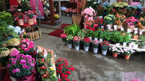 �V�e�B�N���G�C�g�X��